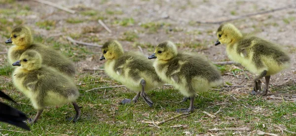 Beautiful photo of five cute chicks of the Canada geese — Stock Photo, Image