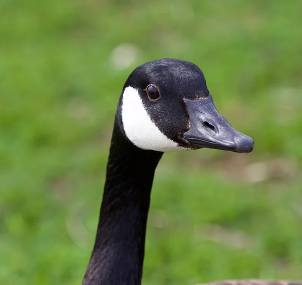 Roliga porträtt av den Kanada gåsen — Stockfoto