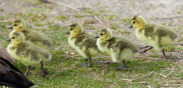 Hermosa foto de la compañía de lindos polluelos de los gansos de Canadá — Foto de Stock