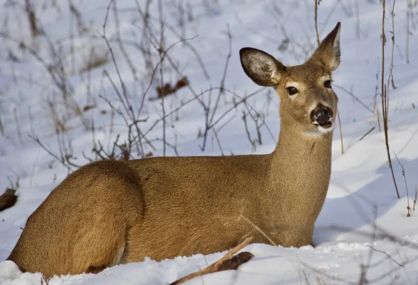 一只野鹿躺在森林里的雪上美丽孤立的合影 — 图库照片