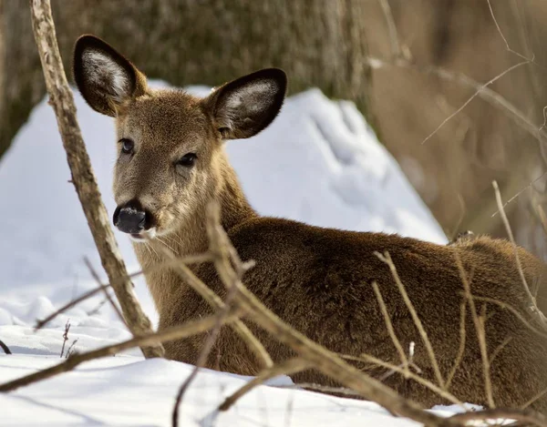 Krásné izolované foto s roztomilý divoké jeleny na sněhu v lese — Stock fotografie