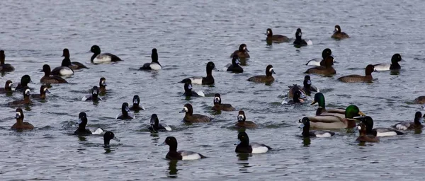Красива фотографія рою качок в озері — стокове фото