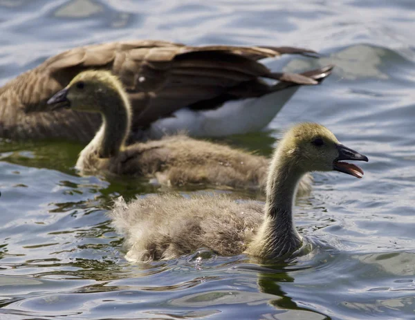 Beautiful isolated photo of chicks of the Canada goose — Stock Photo, Image