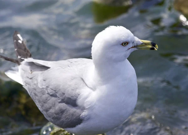 Hermosa imagen aislada con una gaviota de pico anular — Foto de Stock