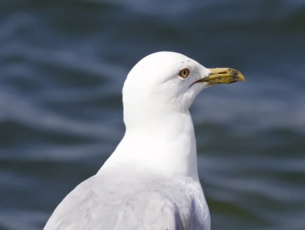 Ring-billed 갈매기와 함께 아름 다운 고립 된 사진 — 스톡 사진