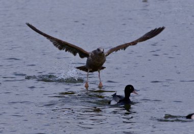 Bir martı saldırı altında korkmuş ördek izole fotoğraf