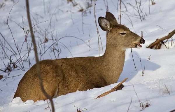 优美的环境下，野鹿在森林在雪地上 — 图库照片