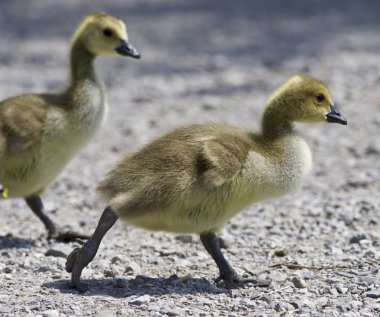 Kanada kazlar bir aile ile güzel arka plan