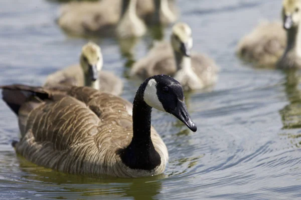 Beautiful isolated picture with a family of the Canada geese