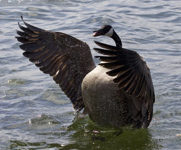 Mooi geïsoleerd beeld van een Canadese gans met de geopende vleugels — Stockfoto