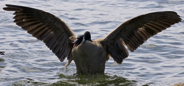 Mooie geïsoleerde foto van een boze Canada goose met de geopende vleugels — Stockfoto