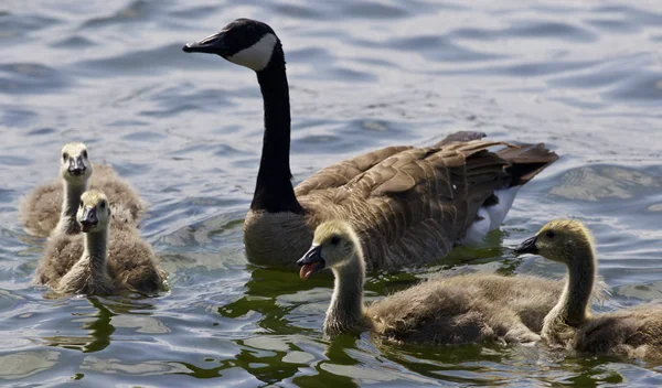 Beautiful isolated photo of chicks of the Canada goose in the lake — Stock Photo, Image