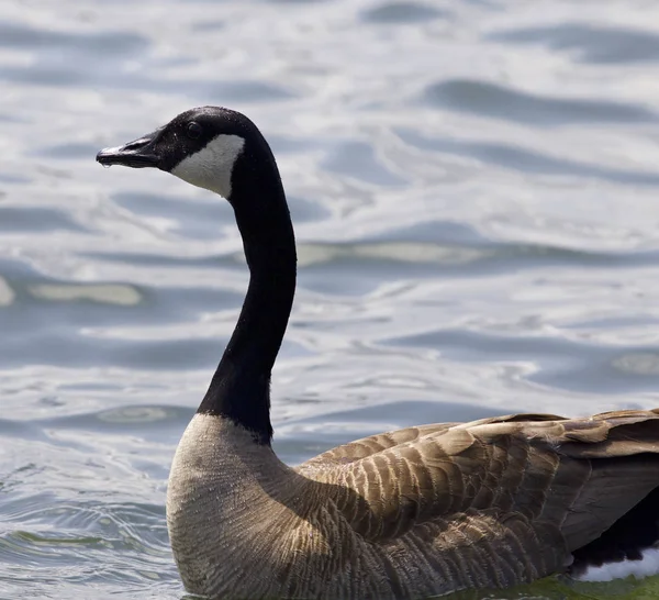 Beautiful isolated photo of a Canada goose in the lake — Stock Photo, Image