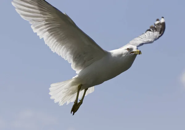 Imagem bonita com uma gaivota no céu — Fotografia de Stock
