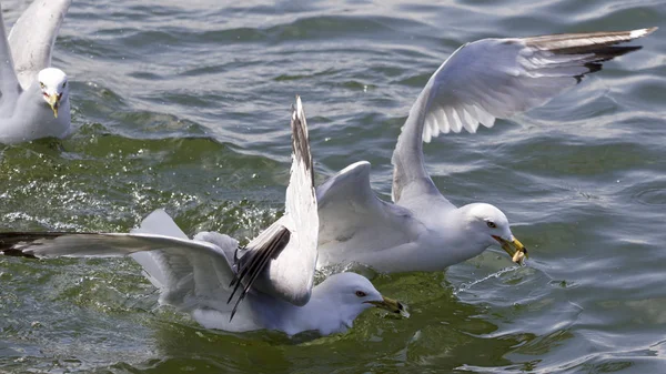 Bela imagem isolada com as gaivotas lutando pela comida — Fotografia de Stock