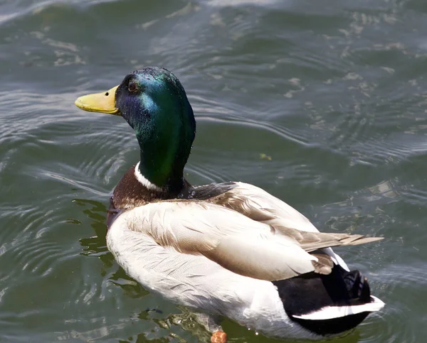 Schönes isoliertes Bild mit einer Ente im See — Stockfoto