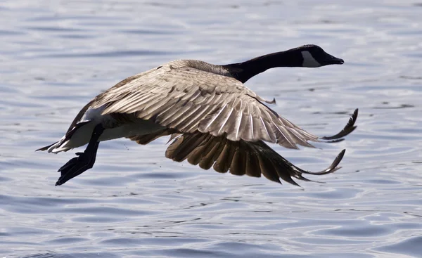 Beautiful isolated photo with a Canada goose taking off from the water — Stock Photo, Image