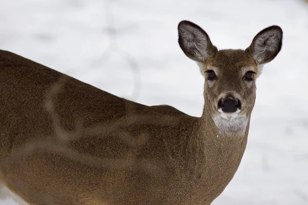 Belle image isolée avec un cerf sauvage dans la forêt enneigée — Photo