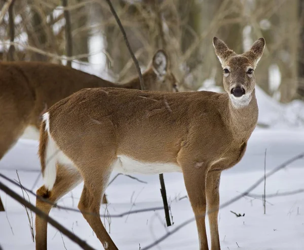 Hermosa imagen aislada con un ciervo salvaje en el bosque nevado —  Fotos de Stock