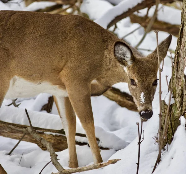 美丽的孤立的形象，野鹿在白雪皑皑的丛林 — 图库照片