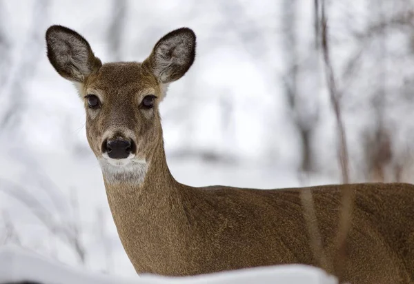 Bellissimo sfondo isolato con un cervo selvatico nella foresta innevata — Foto Stock