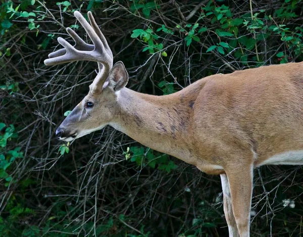 Belle image isolée d'un cerf mâle sauvage avec les cornes — Photo