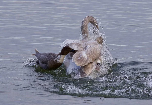 Isoliertes Foto eines verängstigten Schwans unter Beschuss einer verrückten Ente — Stockfoto