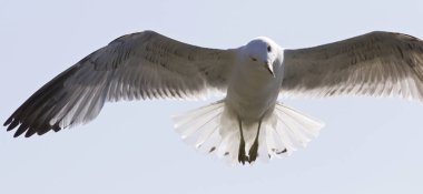 Bir martı mavi gökyüzünde güzel izole fotoğraf