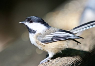 Sevimli siyah şapkalı bülbül kuşu güzel izole fotoğraf