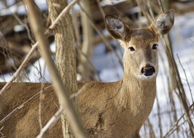 Snowy orman sevimli vahşi geyik ile güzel izole fotoğraf