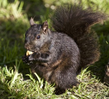 Siyah bir sincapla güzel görüntü