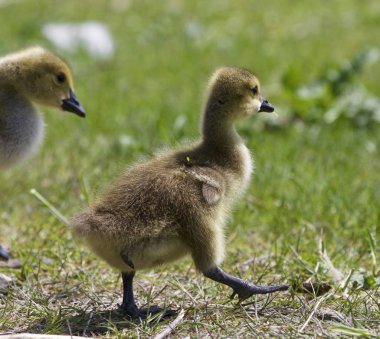 Piliçler Kanada kazlar, bir çift ile güzel fotoğraf