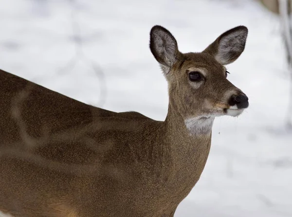 Beautiful isolated photo of a wild deer in the snowy forest — Stock Photo, Image