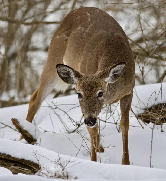 Schöne isolierte Bild mit einem wilden Reh im verschneiten Wald — Stockfoto