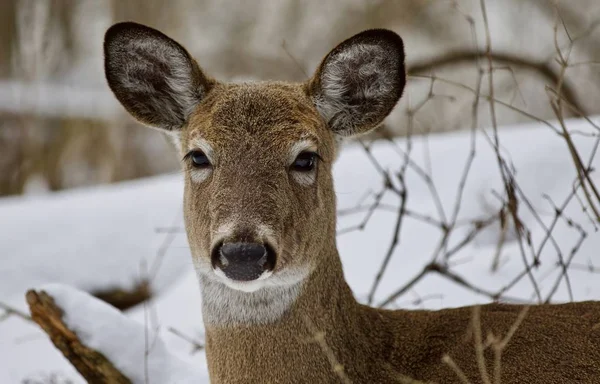 Beautiful isolated photo of a wild deer in the snowy forest — Stock Photo, Image