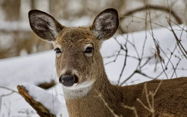 美丽的一只野鹿在白雪皑皑的丛林的画像 — 图库照片