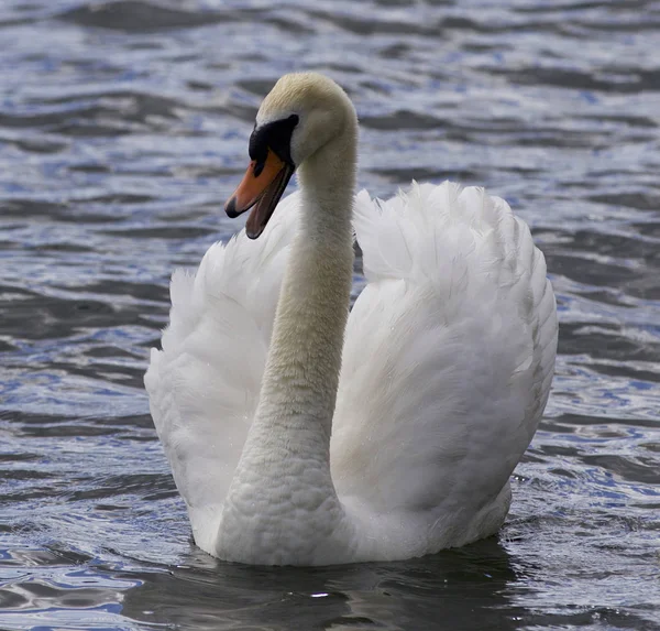 Beautiful photo of a screaming swan — Stock Photo, Image