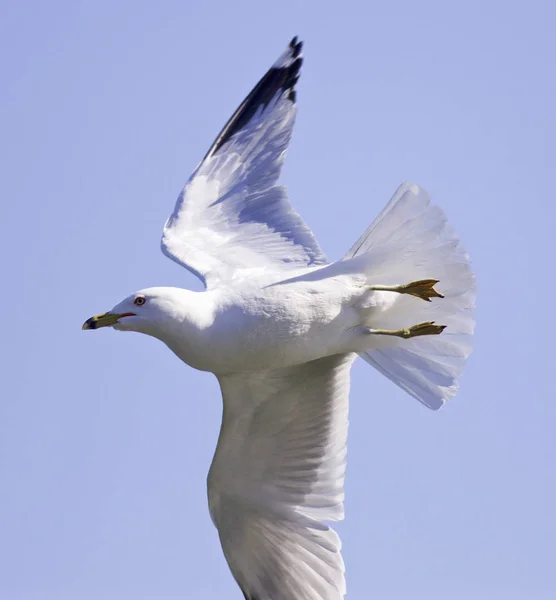 Expressive fast turn of a gull