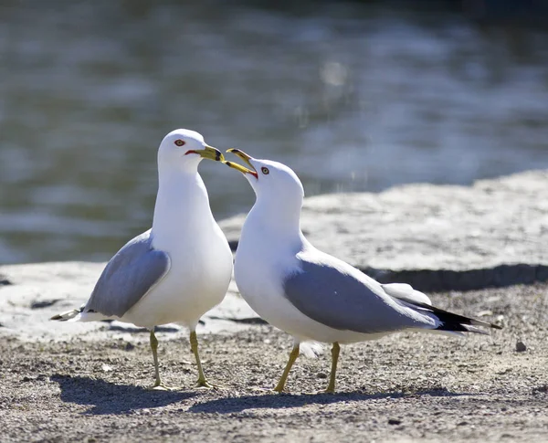 Antecedentes com duas gaivotas na costa — Fotografia de Stock