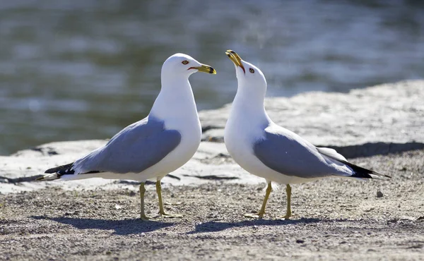 Bonito par de gaivotas na costa — Fotografia de Stock
