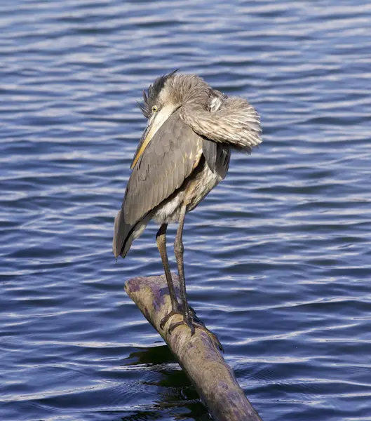 Beautiful isolated picture with a great blue heron — Stock Photo, Image