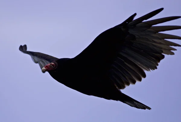 Photo isolée d'un vautour dans le ciel — Photo