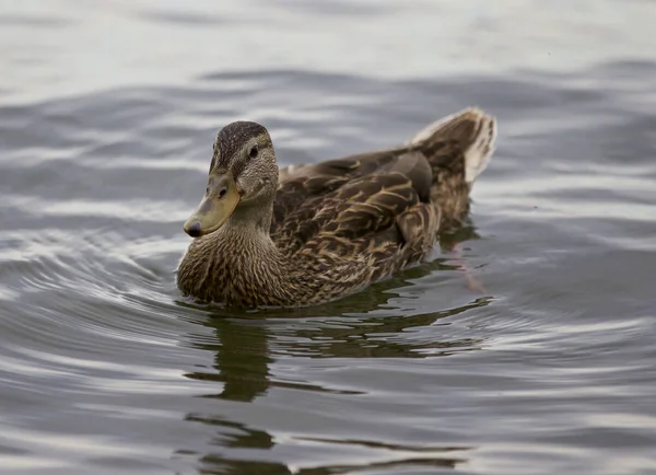 Schönes isoliertes Bild einer Ente im See — Stockfoto