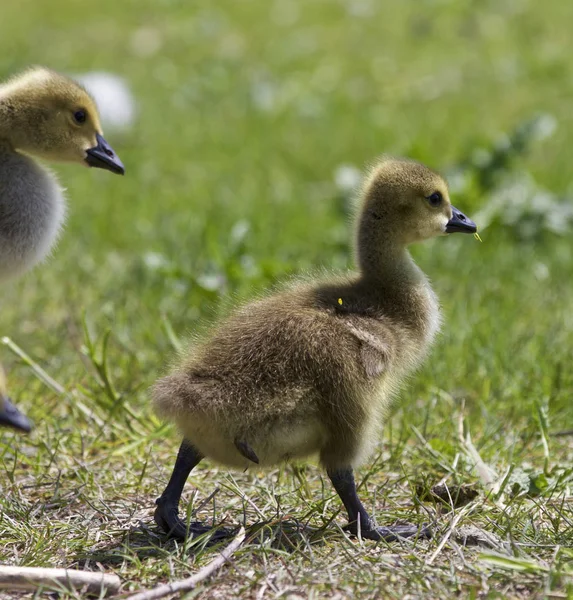 Hermoso fondo con un par de polluelos de los gansos de Canadá —  Fotos de Stock