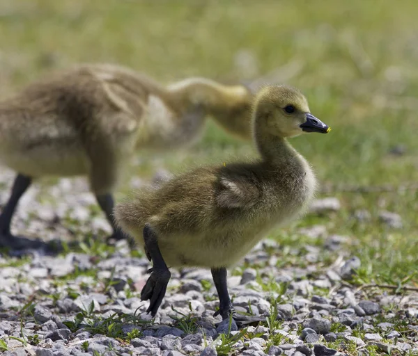Beautiful background with a pair of chicks of the Canada geese — Stock Photo, Image