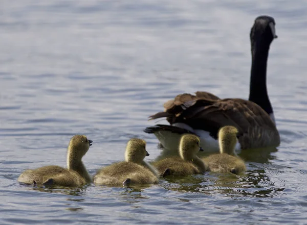 Beautiful isolated photo of a family of the Canada geese swimming together — Stock Photo, Image