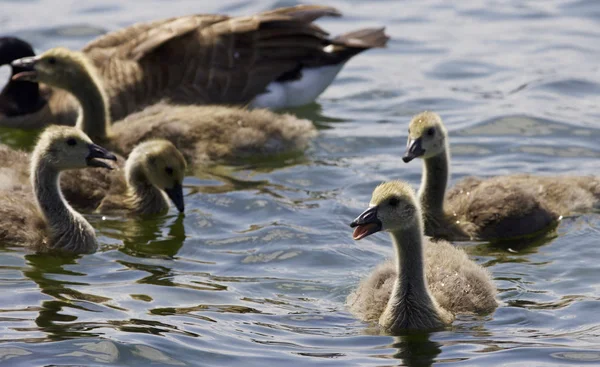 Hermosa foto aislada de una familia de los gansos de Canadá — Foto de Stock