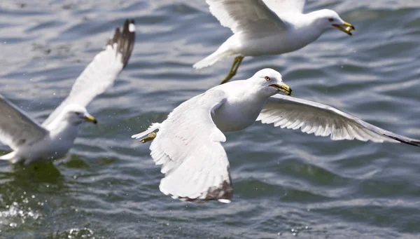 Bela foto isolada com as gaivotas voando — Fotografia de Stock