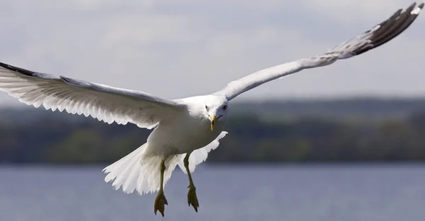 Imagem bonita de uma gaivota voadora — Fotografia de Stock