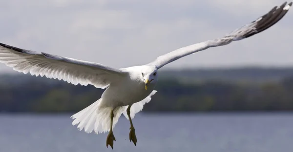 Mooi beeld van een vliegende meeuw — Stockfoto